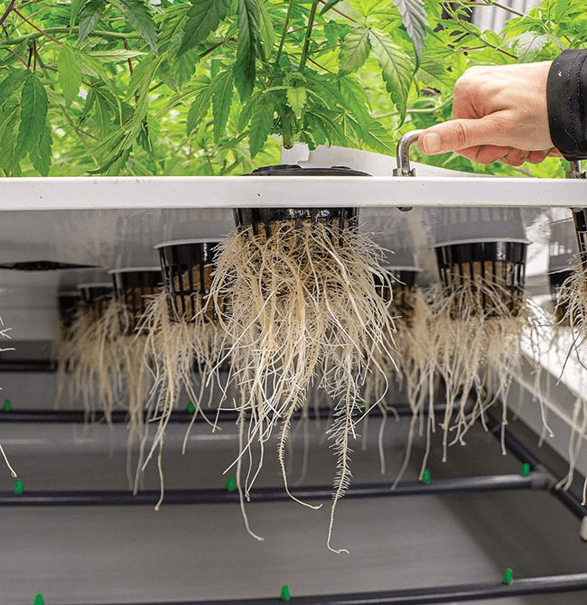 Projeto Cultivo Aeropônico