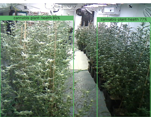 Cultivo de canna-rínho