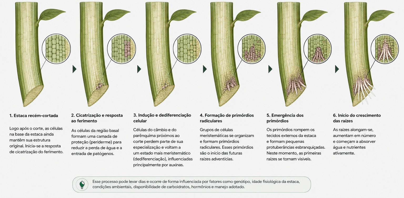 Ilustração das alterações internas que antecedem a emergência de raízes adventícias em uma estaca