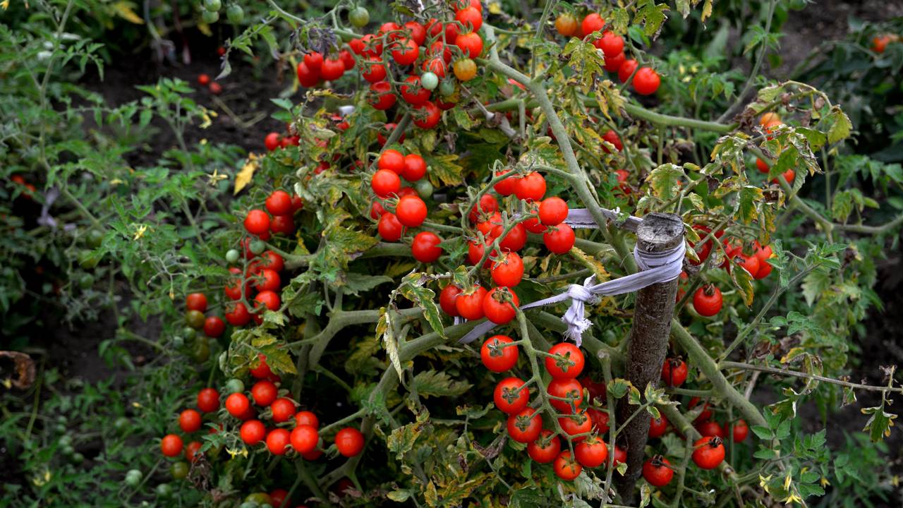 Análise de dossel por visão computacional